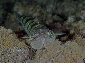 Lizardfish (Synodus saurus) at night. Dive site Los Cancajos, La Palma, Canary Islands, Spain,