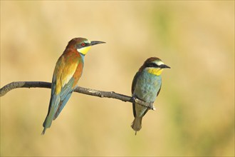 Pair of bee-eaters (Merops apiaster), sitting on a branch and looking in the same direction, front