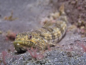 Lizardfish (Synodus saurus), dive site Malpique, La Palma, Canary Islands, Spain, Atlantic Ocean,