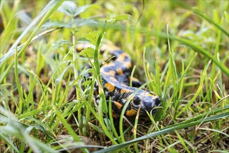 Fire salamander (Salamandra salamandra), Bavaria, Germany, Europe