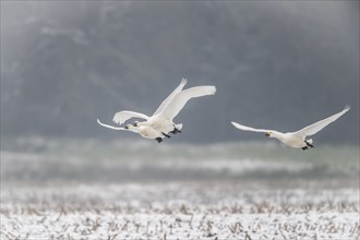 Tundra swans (Cygnus bewickii), Emsland, Lower Saxony, Germany, Europe