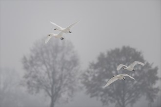 Tundra swans (Cygnus bewickii), Emsland, Lower Saxony, Germany, Europe