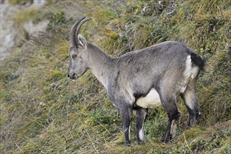 Alpine ibex (Capra ibex), goat standing in steep terrain, Canton of St. Gallen, Switzerland, Europe