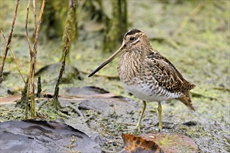 Common snipe (Gallinago gallinago), foraging, Switzerland, Europe