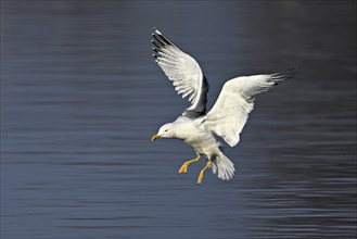 Yellow-legged gull (Larus michahellis), approaching, Switzerland, Europe