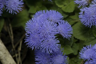 Ageratum (Ageratum houstonianum)