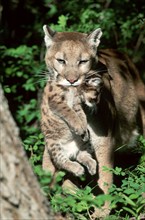 Cougar, female with young (Felis concolor)