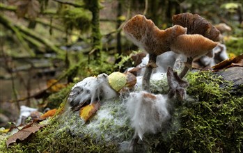 Mushrooms with mould, forest floor, Wieslauf, Wieslaufschlucht, Rudersberg, Swabian Forest,