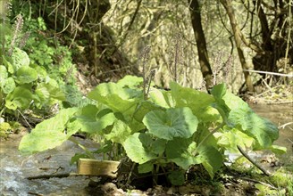 Butterbur (Petasites hybridus), medicinal plant, herb, wild plant, medicinal use