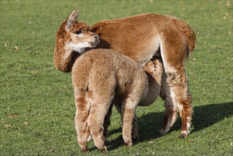 Alpacas (Vicugna pacos), mare suckling foal, Germany, Europe