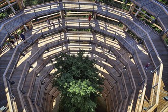 Treetop path with tourists and copper beech (Fagus sylvatica), view down, Naturerbe Zentrum Rügen,