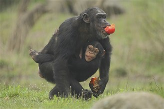 Common chimpanzee (Pan troglodytes), mother, young, carry, protect, sheltered, food, mouth, two,