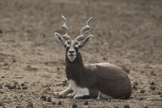 Antelope cervicapra (deer goat), prone, captive