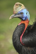 Red-necked Cassowary, northern cassowary (Casuarius unappendiculatus), portrait, cassowaries,