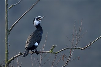 Great cormorant (Phalacrocorax carbo), adult bird, in breeding plumage, Essen, Ruhr area, North