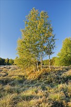 Yellow birch trees in the morning light on a moorland overgrown with heather near Les