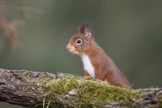 Eurasian red squirrel (Sciurus vulgaris), Dingdener Heide NSG, North Rhine-Westphalia, Germany,