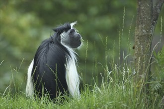 Tanzania stubby monkey (Colobus angolensis palliates), sit, eat, rear, Peters Angola-Guereza,