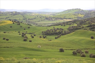 Landscape near Noto in the province of Syracuse, Sicily, Italy, Europe