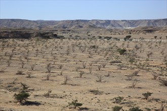 Wadi Dawqah, Incense Tree Cultures, UNESCO World Heritage Site, frankincense (Boswellia Sacra)