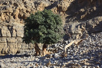 Landscape in the Jebel Harim area, in the Omani enclave of Musandam, Oman, Asia