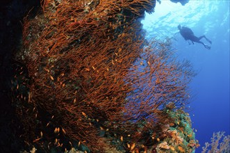 Black bushy black coral (Antipathes dichotoma) (in it jewelled flagfish (Pseudanthias