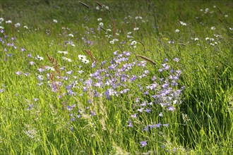 Meadows in spring with buttercups, campion and bluebells, flowering floodplain meadows in spring,