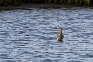 Eurasian curlew (Numenius arquata) in the Wadden Sea, Mandø Island, Syddanmark, Denmark, Europe