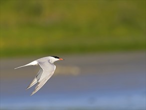 Common Tern (Sterna hirundo), Island of Texel, Netherlands