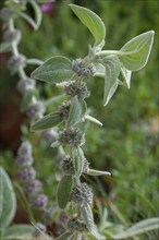 Wooly zest (Stachys byzantina), Bavaria, Germany, Europe