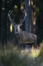 Red deer (Cervus elaphus) standing in a forest meadow, captive, Germany, Europe