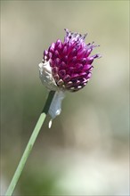 Round-headed leek (Allium sphaerocephalon), Valais inner-alpine rocky steppe, Niedergampel, Valais,