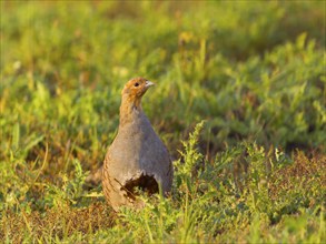 Gray partridge (Perdix perdix), on a fallow land, Solms, Hesse, Germany, Europe