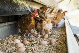 Chickens and eggs, organic farming, Freudenstadt, Black Forest, Baden-Württemberg, Germany, Europe