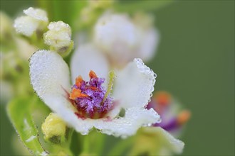 Austrian mullein (Verbascum chaixii), Scrophulariaceae, Egesheim, Upper Danube nature park Park,