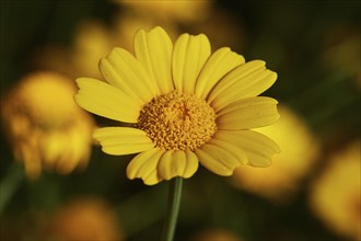 Single yellow flower, from diagonally above, flowers, close-up, macro, near Valdichiesa, Salina,