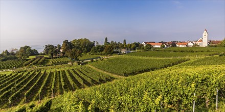 Vineyards in Hagnau am Bodensee, Baden-Württemberg, Germany, Europe