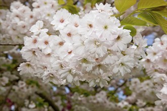 Japanese cherry blossoms