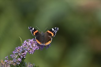 Red admiral (Vanessa atalanta) butterfly adult feeding on a garden Buddliea (Buddleja spp) flower,