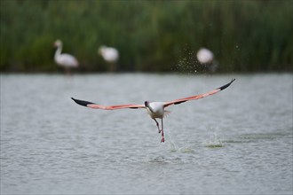 Greater Flamingo (Phoenicopterus roseus), starting from the water, Parc Naturel Regional de