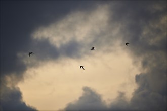 Black-headed gulls (Chroicocephalus ridibundus) flying in the sky at sunset, Camargue, France,