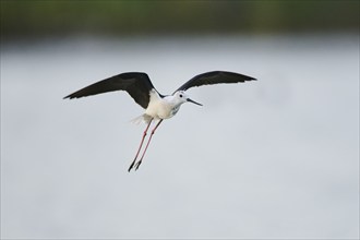 Black-winged stilt (Himantopus himantopus) flying over the water, Camargue, France, Europe