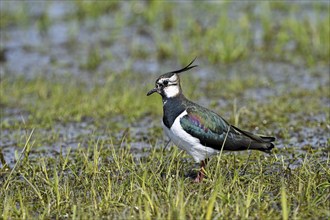 Northern lapwing (Vanellus vanellus), in a wet meadow, Dümmer, Lower Saxony, Germany, Europe