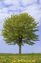 Maple (Acer), solitary tree in a meadow with flowering common dandelion (Taraxacum sect.