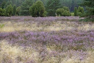 Heath landscape, typical vegetation, flowering common heather (Calluna Vulgaris) between true grass