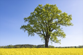 English oak (Quercus robur), solitary standing next to a flowering rape (Brassica napus), blue sky,