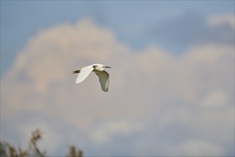 Great egret (Ardea alba) flying in the sky, Camargue, France, Europe