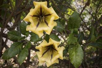 Cup of gold vine (Solandra maxima) in the garden, Las Tricias, La Palma Island, Spain, Europe