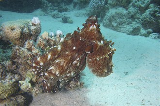 Great Blue Octopus (Octopus cyaneus), Dive Site House Reef, Mangrove Bay, El Quesir, Red Sea,