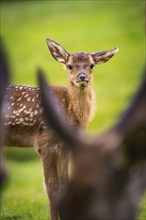 Young roe deer calf in the forest, Black Forest, Enzklösterle, Germany, Europe